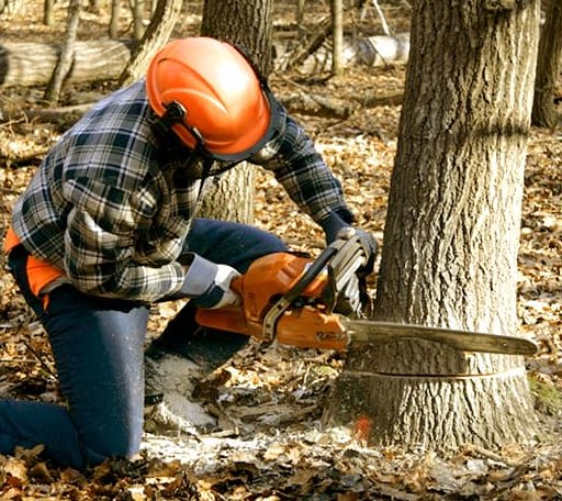 Tree Removal in Blackstone, MA